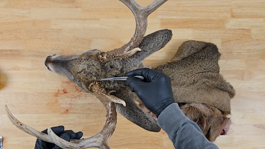 Mounting a Whitetail Deer Tutorial